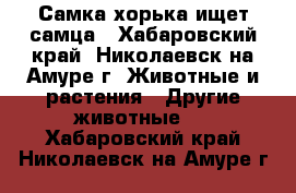 Самка хорька ищет самца - Хабаровский край, Николаевск-на-Амуре г. Животные и растения » Другие животные   . Хабаровский край,Николаевск-на-Амуре г.